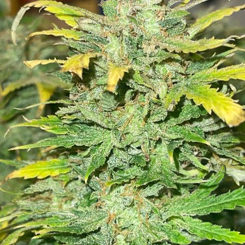Auto Chem Cookies growlog timeline photo