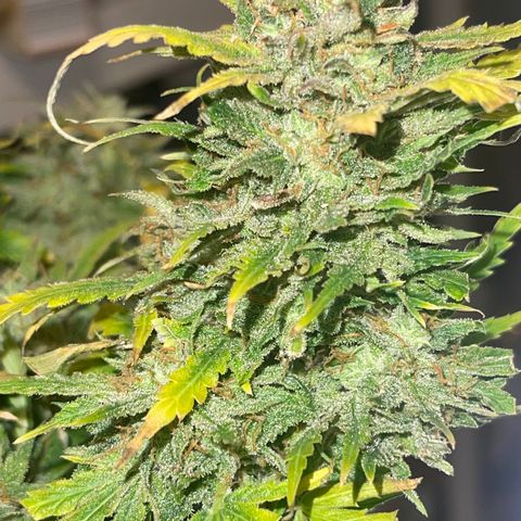 Auto Chem Cookies growlog timeline photo