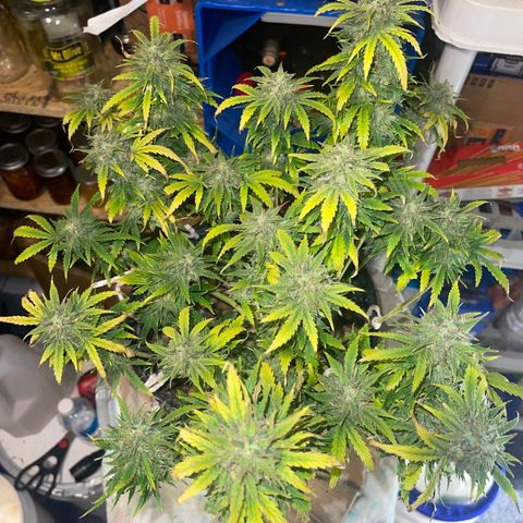 Auto Chem Cookies growlog timeline photo