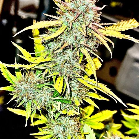 Auto Chem Cookies growlog timeline photo