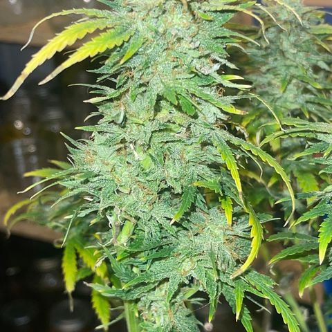Auto Chem Cookies growlog timeline photo