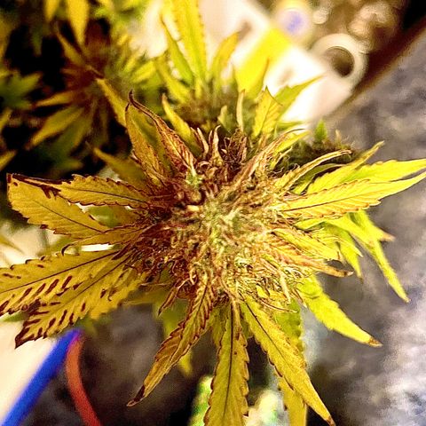 Auto Chem Cookies growlog timeline photo