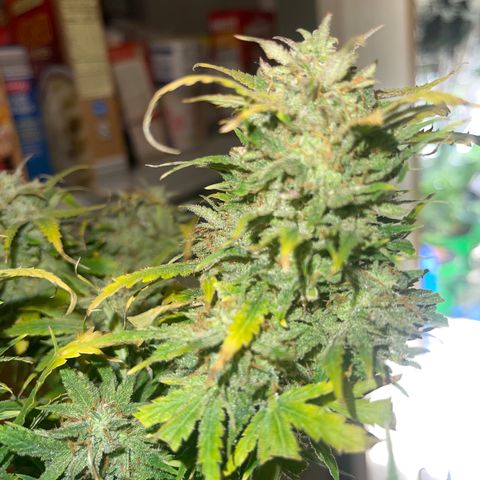 Auto Chem Cookies growlog timeline photo