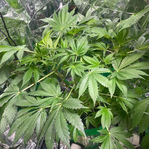 Auto Chem Cookies growlog timeline photo