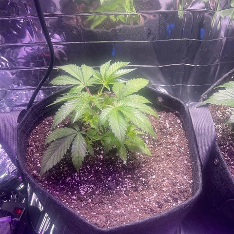 Spruce Cookies growlog timeline photo
