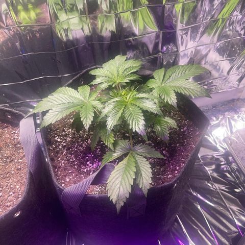 Purple African Magic #1 growlog timeline photo