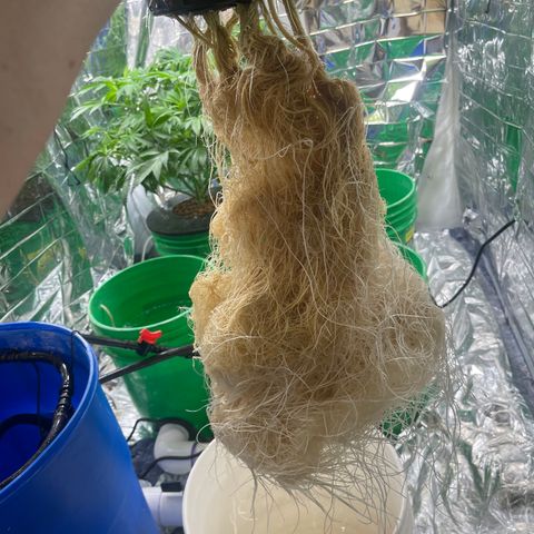 Auto Apples Bananas growlog timeline photo