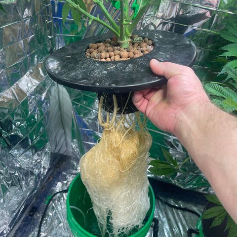 Auto Chem Cookies growlog timeline photo