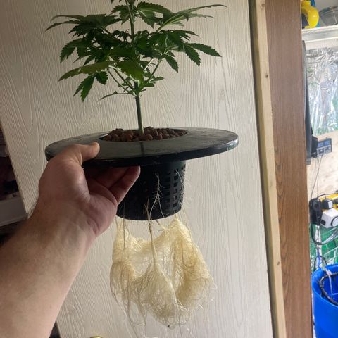 Auto LSD Cookies 1 growlog timeline photo