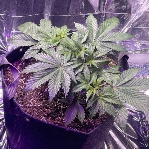 Purple African Magic #1 growlog timeline photo