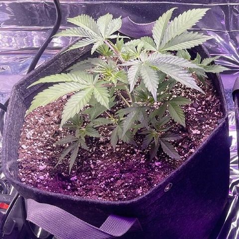 Spruce Cookies growlog timeline photo