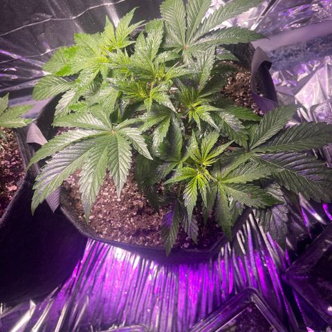 Purple African Magic #1 growlog timeline photo