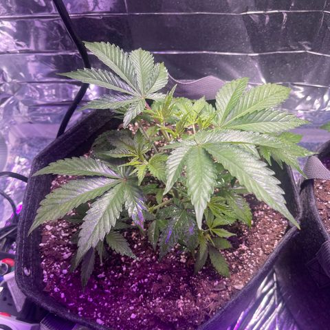 Spruce Cookies growlog timeline photo