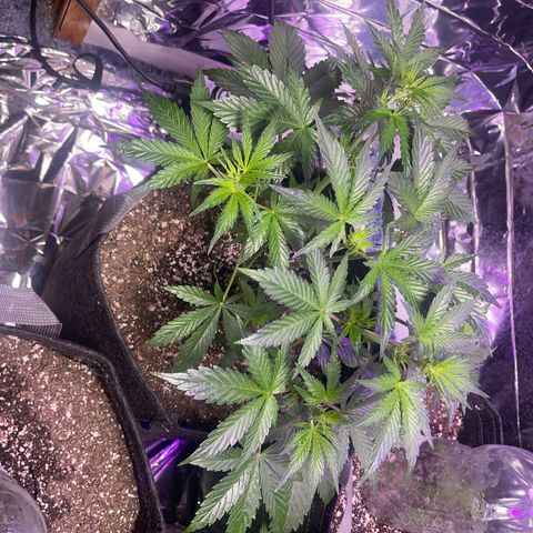 Spruce Cookies growlog timeline photo