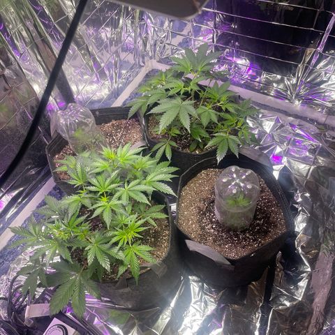 Spruce Cookies growlog timeline photo