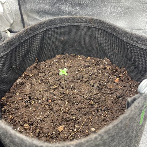 Babys try one growlog timeline photo