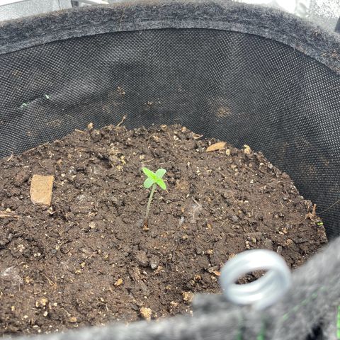 Babys try one growlog timeline photo