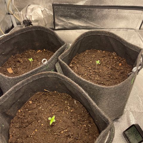 Babys try one growlog timeline photo