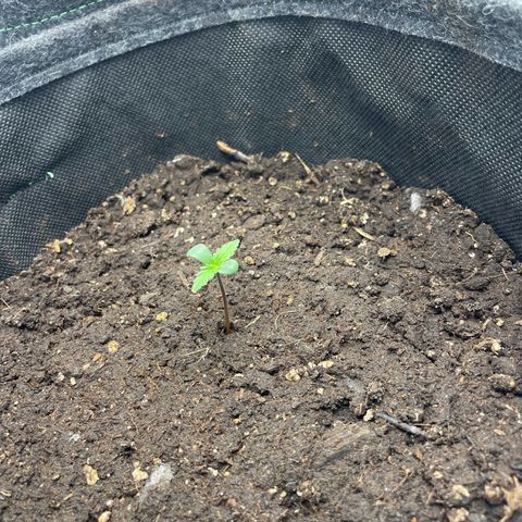 Babys try one growlog timeline photo