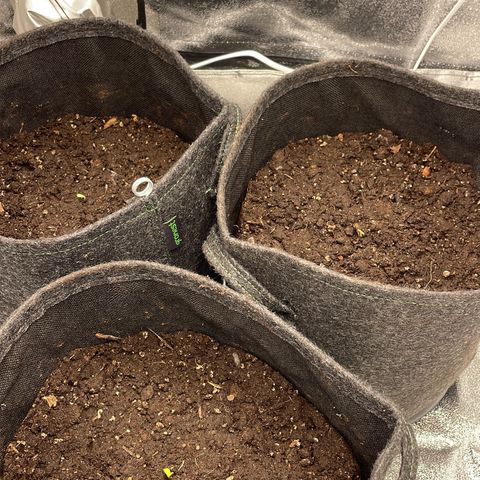 Babys try one growlog timeline photo