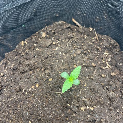 Babys try one growlog timeline photo