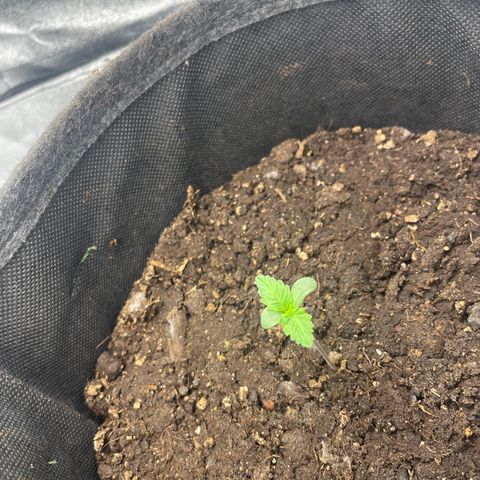 Babys try one growlog timeline photo