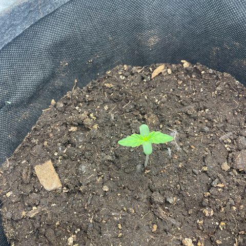 Babys try one growlog timeline photo