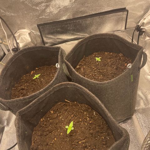 Babys try one growlog timeline photo