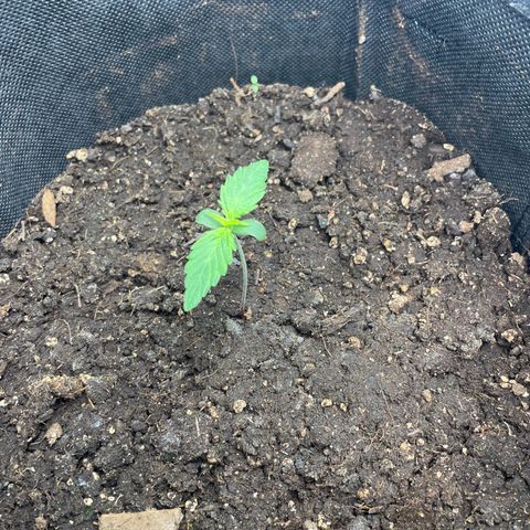 Babys try one growlog timeline photo