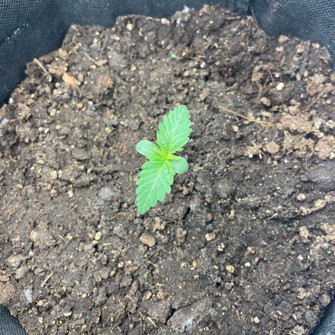 Babys try one growlog timeline photo