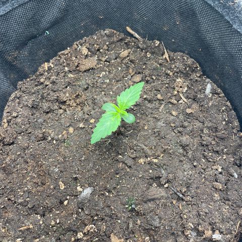 Babys try one growlog timeline photo