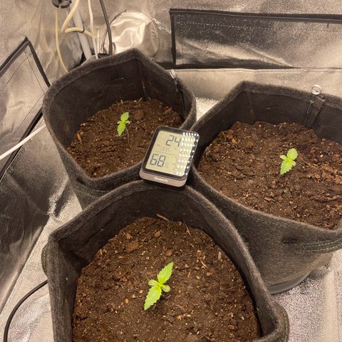 Babys try one growlog timeline photo