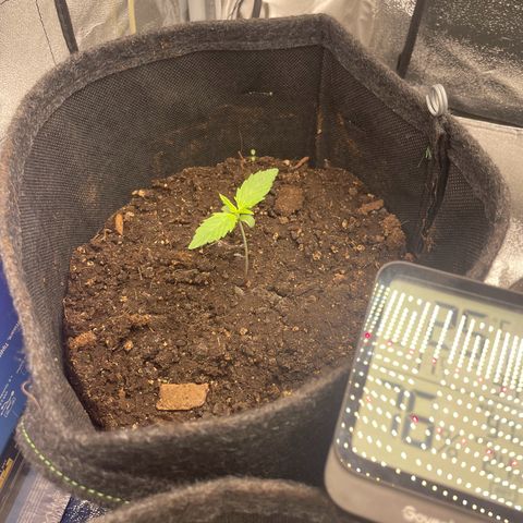 Babys try one growlog timeline photo