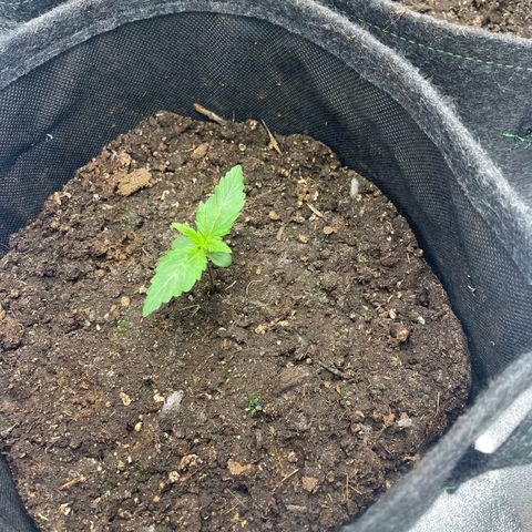 Babys try one growlog timeline photo
