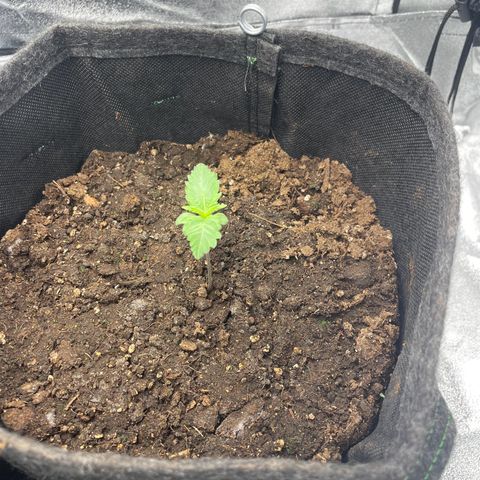 Babys try one growlog timeline photo
