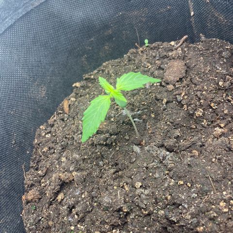 Babys try one growlog photo: RLF zeitweise bei 97%
Abluft eingeschaltet RLF jetzt bei 52%
Leicht hängende Blätter, RFL?!