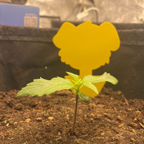 Babys try one growlog photo: RLF zeitweise bei 97%
Abluft eingeschaltet RLF jetzt bei 52%
Leicht hängende Blätter, RFL?!