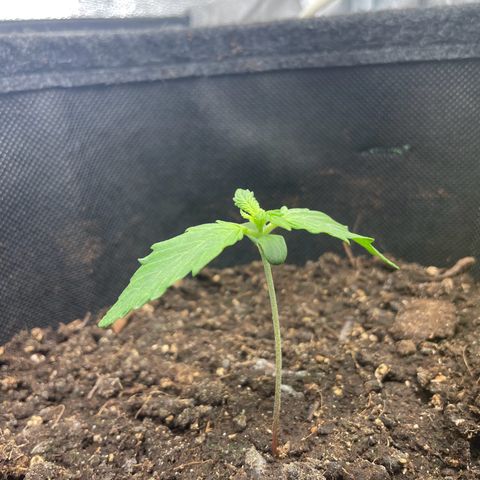 Babys try one growlog photo: RLF zeitweise bei 97%
Abluft eingeschaltet RLF jetzt bei 52%
Leicht hängende Blätter, RFL?!