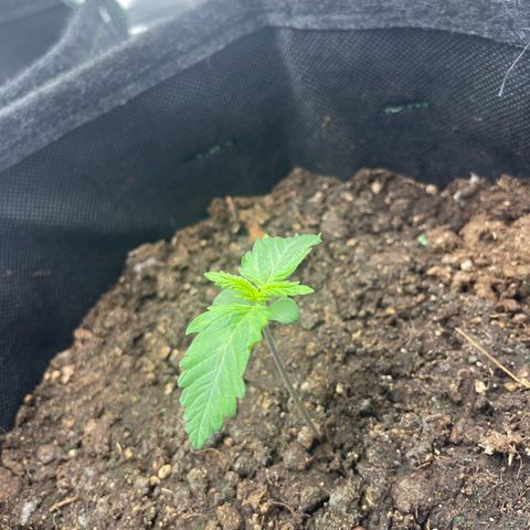 Babys try one growlog photo: RLF zeitweise bei 97%
Abluft eingeschaltet RLF jetzt bei 52%
Leicht hängende Blätter, RFL?!