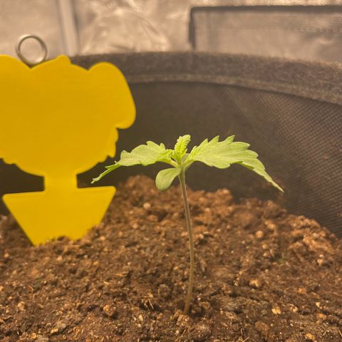 Babys try one growlog photo: RLF zeitweise bei 97%
Abluft eingeschaltet RLF jetzt bei 52%
Leicht hängende Blätter, RFL?!