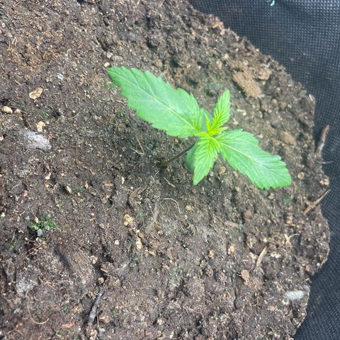 Babys try one growlog photo: RLF zeitweise bei 97%
Abluft eingeschaltet RLF jetzt bei 52%
Leicht hängende Blätter, RFL?!