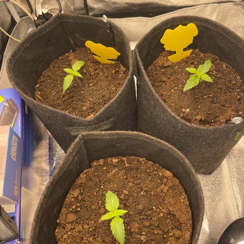 Babys try one growlog timeline photo