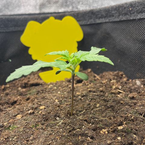 Babys try one growlog timeline photo