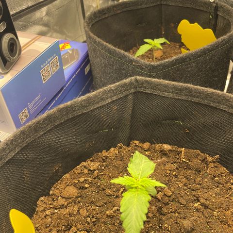 Babys try one growlog timeline photo