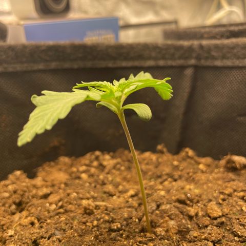 Babys try one growlog timeline photo