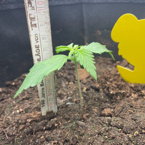 Babys try one growlog timeline photo