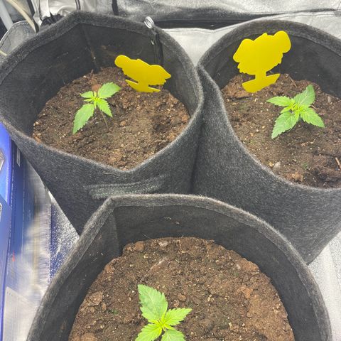 Babys try one growlog timeline photo