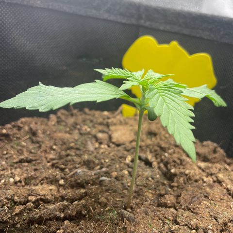 Babys try one growlog photo: Deutliches Wachstum der Blätter 