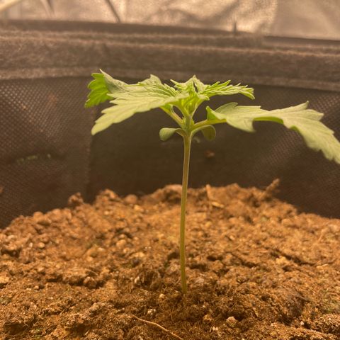 Babys try one growlog photo: Deutliches Wachstum der Blätter 