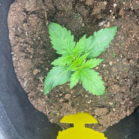 Babys try one growlog photo: Deutliches Wachstum der Blätter 